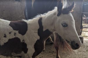 fohlen kaufen 2020 painthorse 1