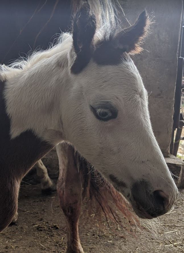 Paint Horse Stutfohlen von 2020 kaufen ⋆ Jinx ⋆ Double C Ranch